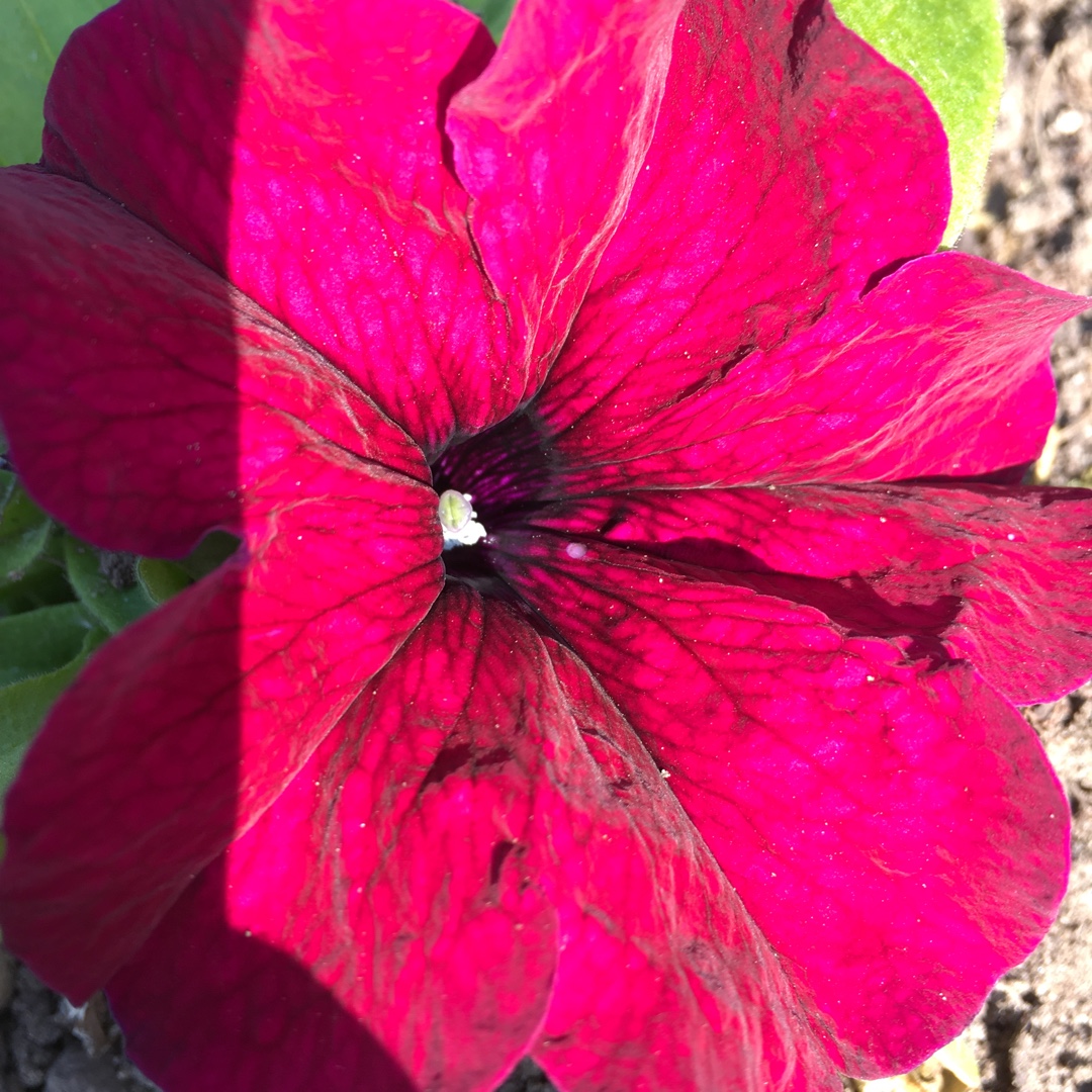 Petunia Burgundy in the GardenTags plant encyclopedia