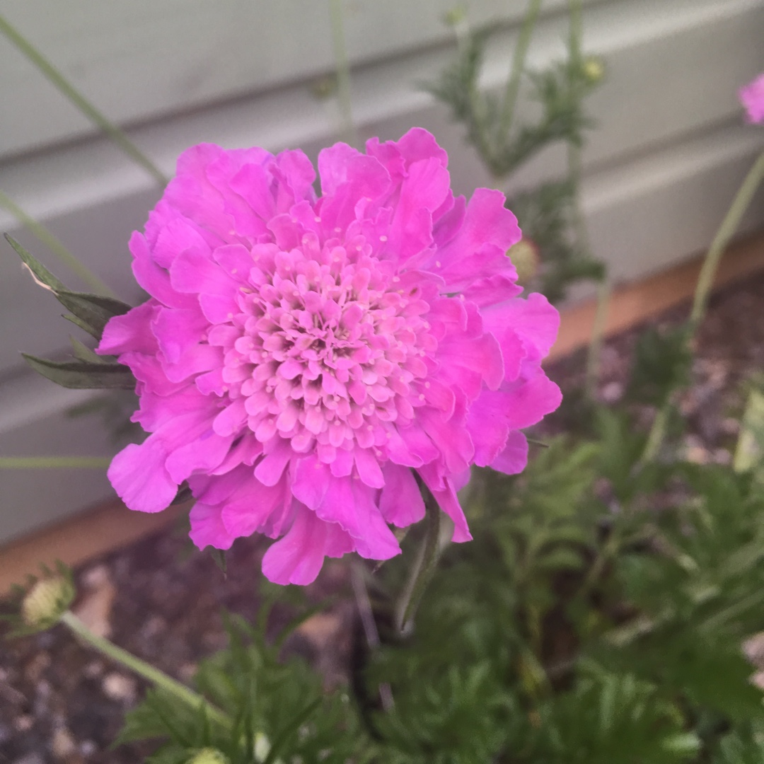 Scabious Kudos Pink in the GardenTags plant encyclopedia