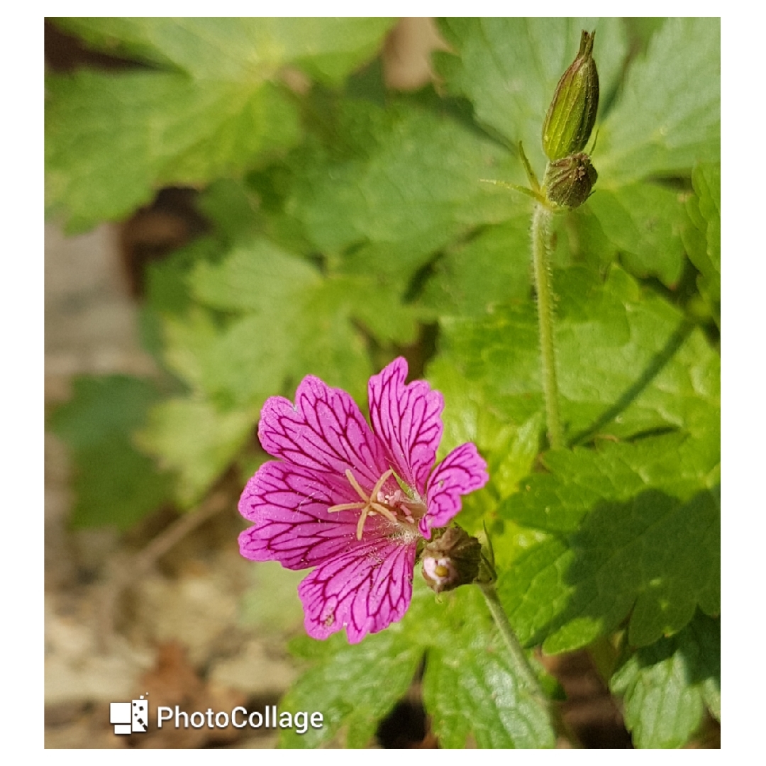 Geranium transversale Foundlings Friend in the GardenTags plant encyclopedia