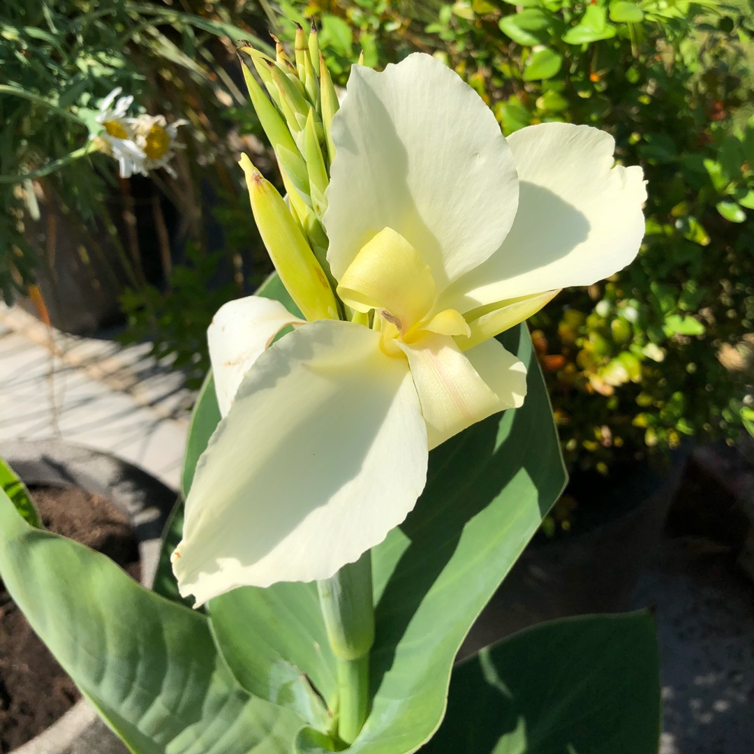 Canna Alaska in the GardenTags plant encyclopedia