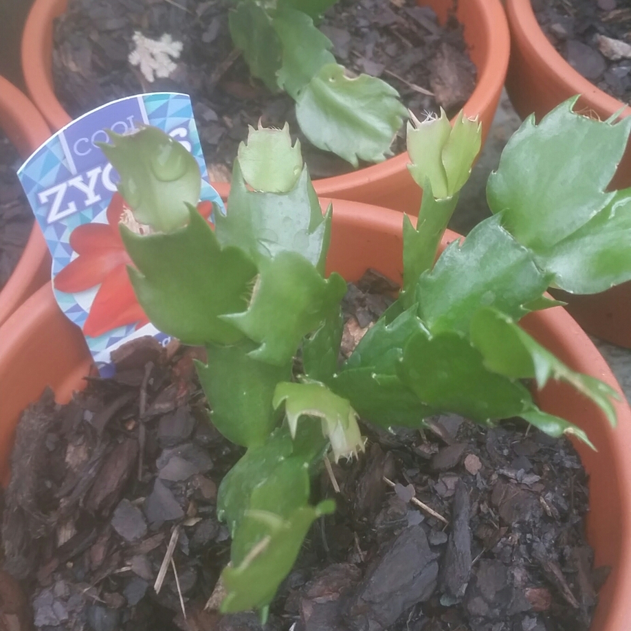 Zygocactus Orange in the GardenTags plant encyclopedia