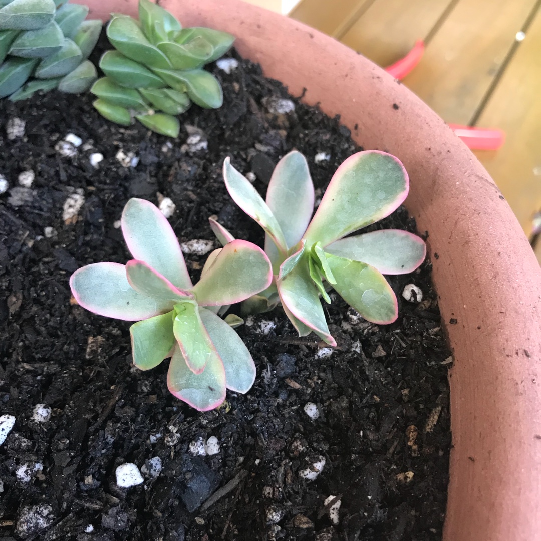 Crassula platyphylla variegated in the GardenTags plant encyclopedia