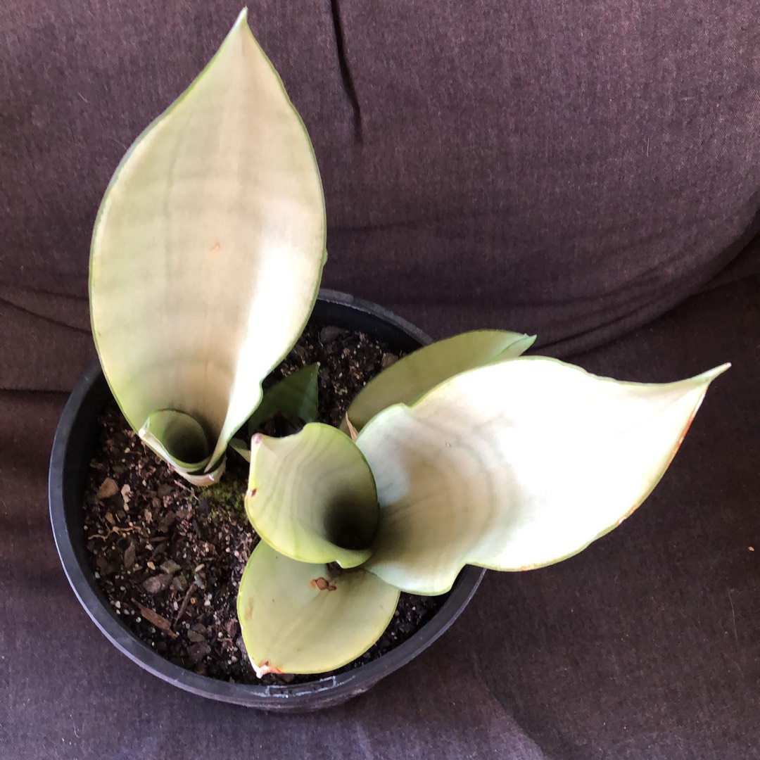 Dwarf Sansevieria Silver Fox in the GardenTags plant encyclopedia