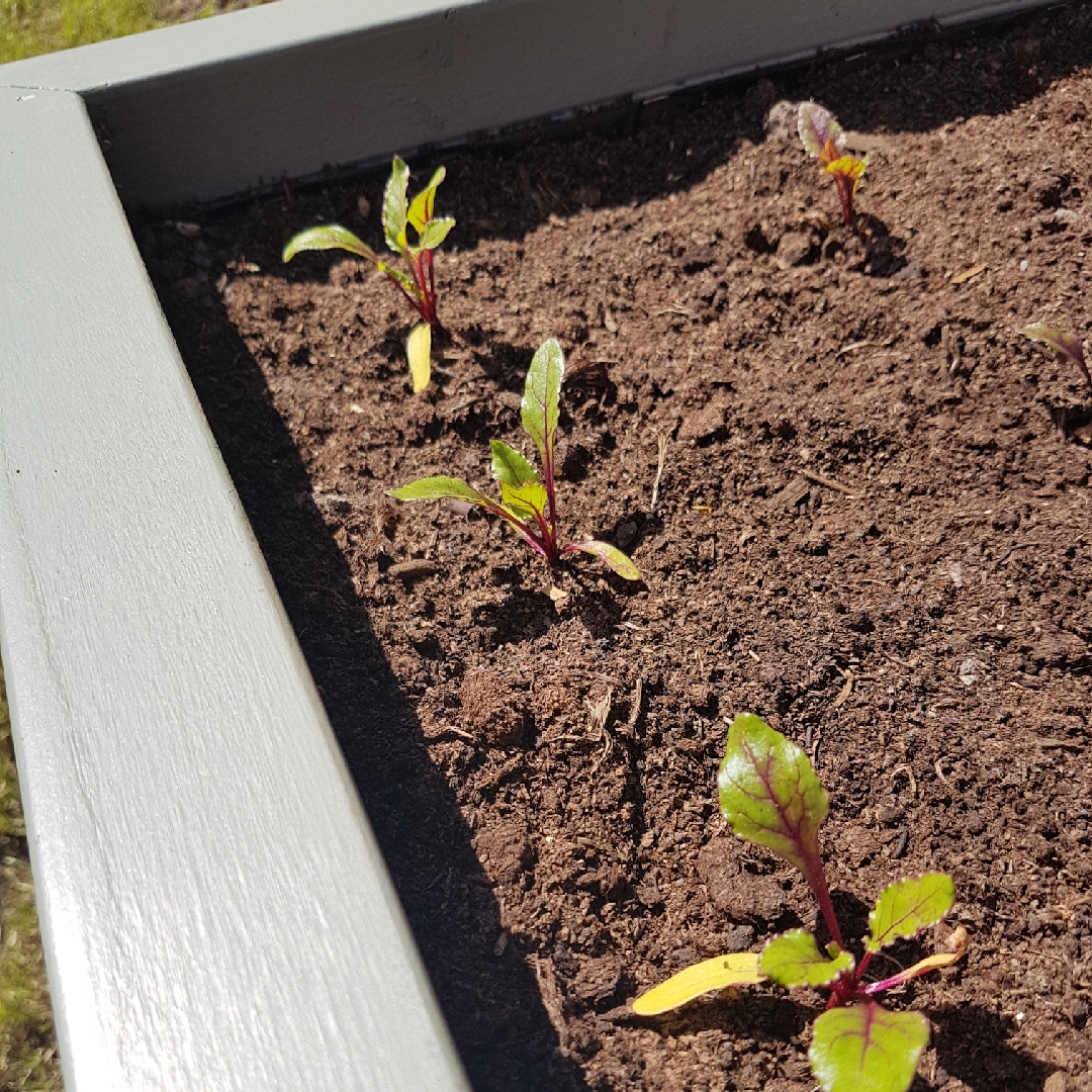 Beta Vulgaris 'Solo' F1, Beetroot 'Solo' F1 in GardenTags plant ...