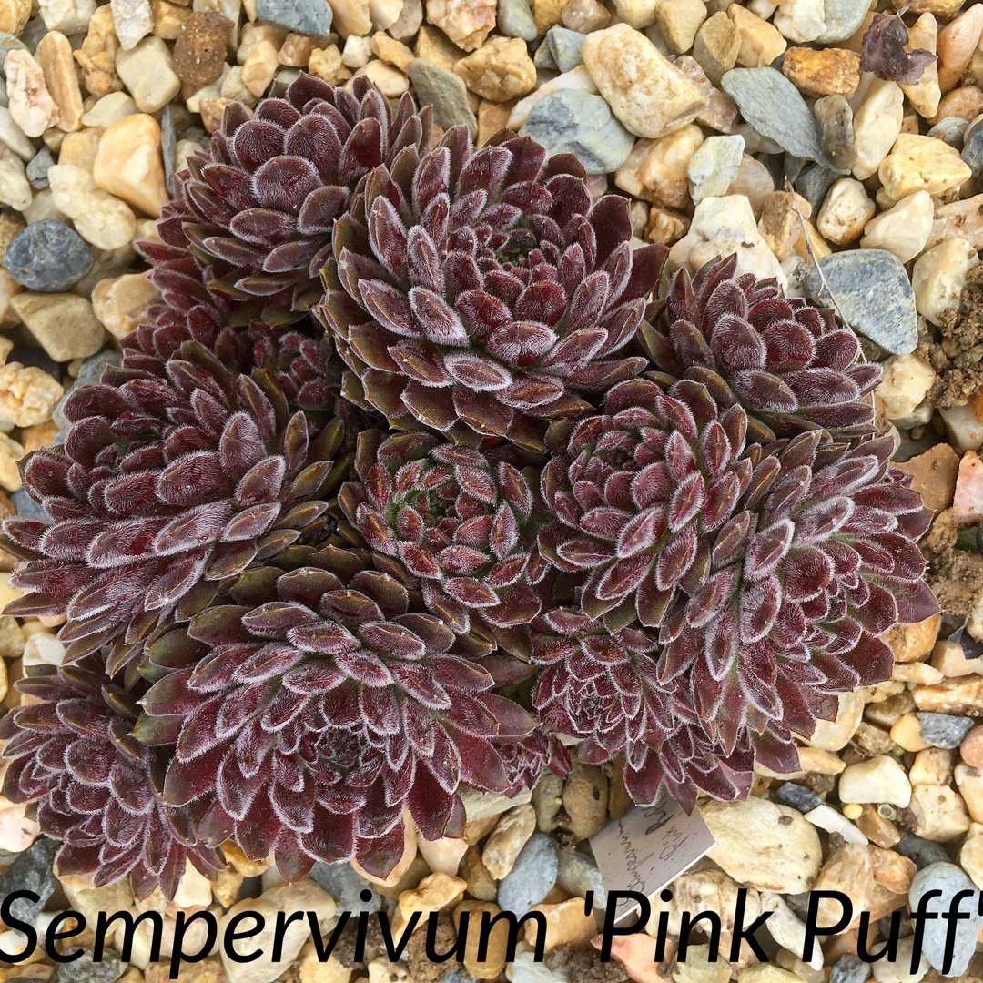 Sempervivum Pink Puff in the GardenTags plant encyclopedia