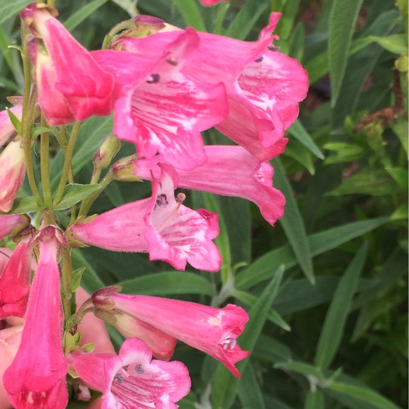 Beardtongue Sunburst Ruby in the GardenTags plant encyclopedia