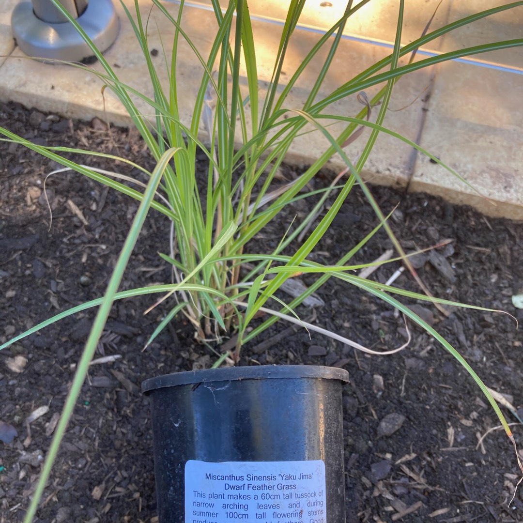 SIlver Grass Yaku-jima in the GardenTags plant encyclopedia