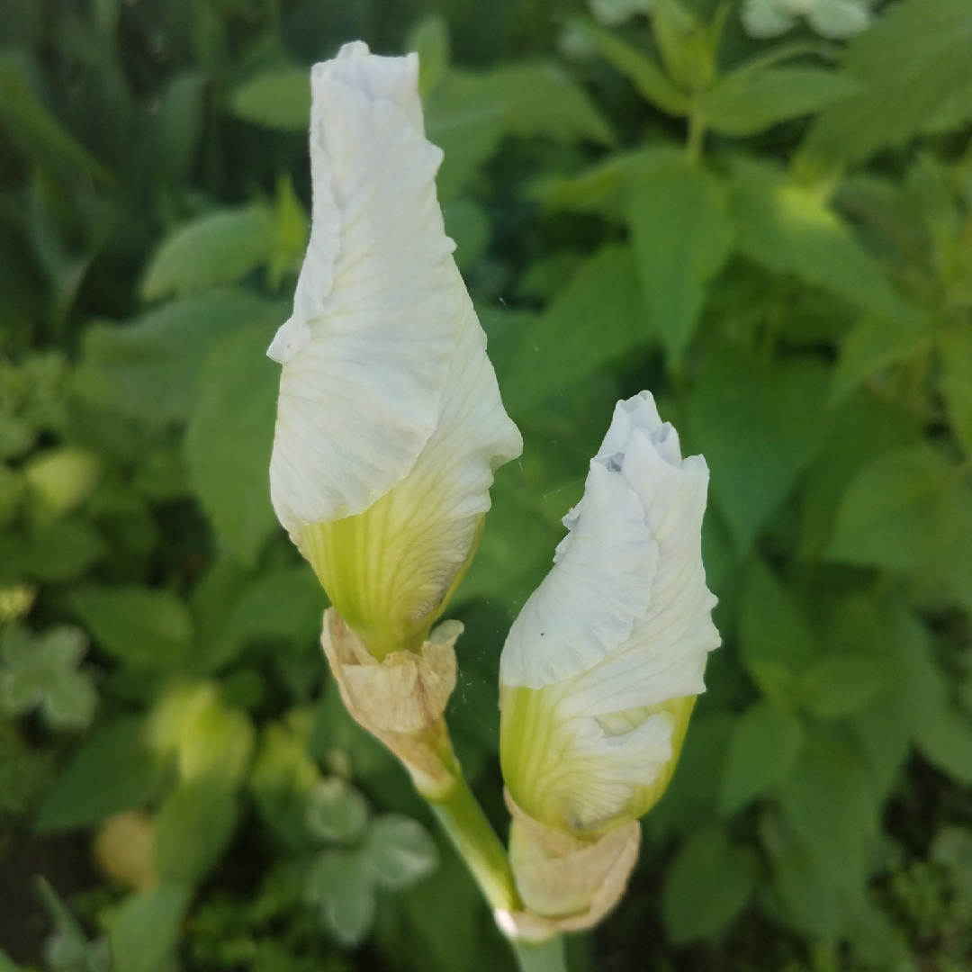 Bearded Iris Immortality (Tall) in the GardenTags plant encyclopedia