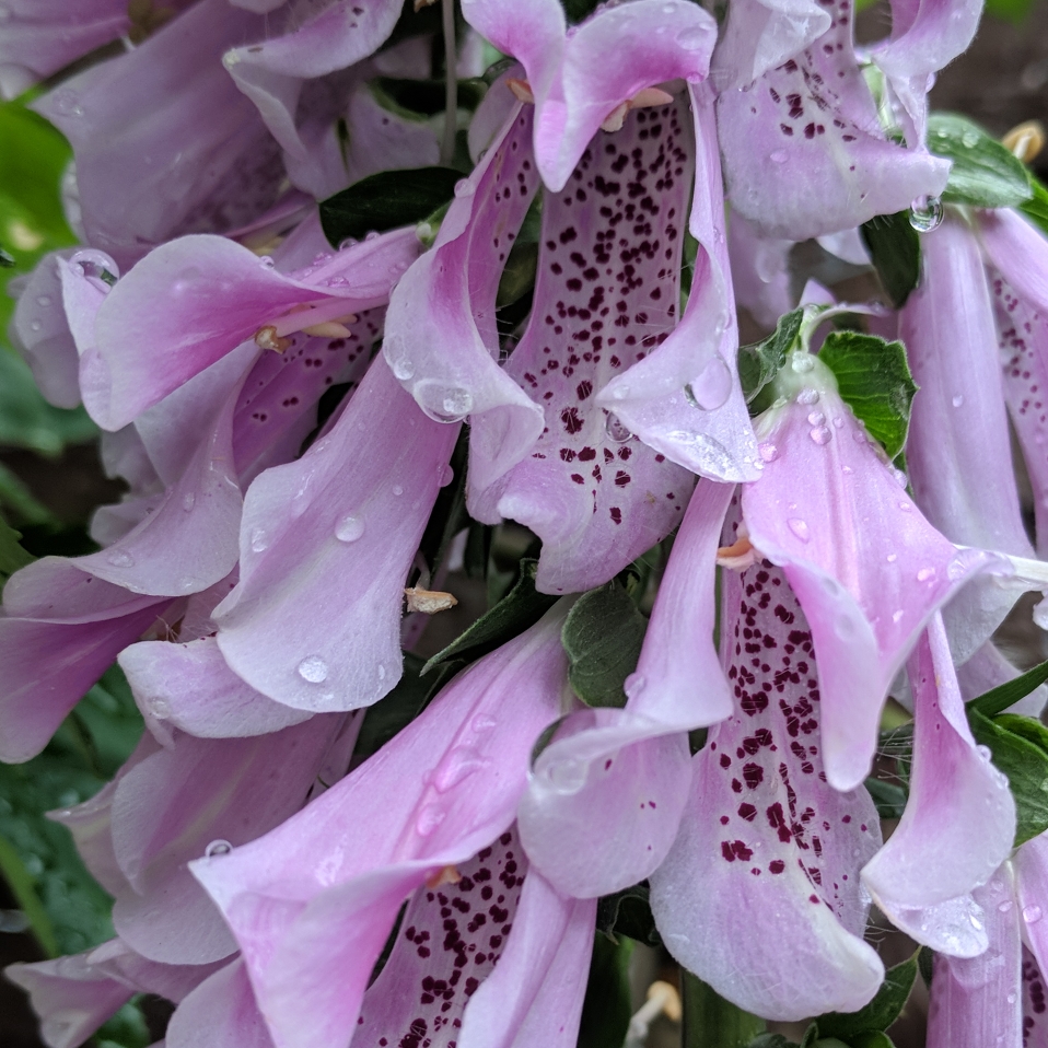 Digitalis Serendipity in the GardenTags plant encyclopedia