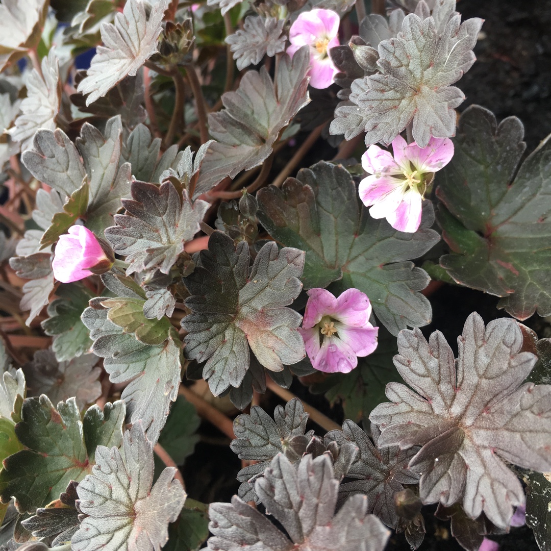 Border Cranesbill Pink Spice in the GardenTags plant encyclopedia