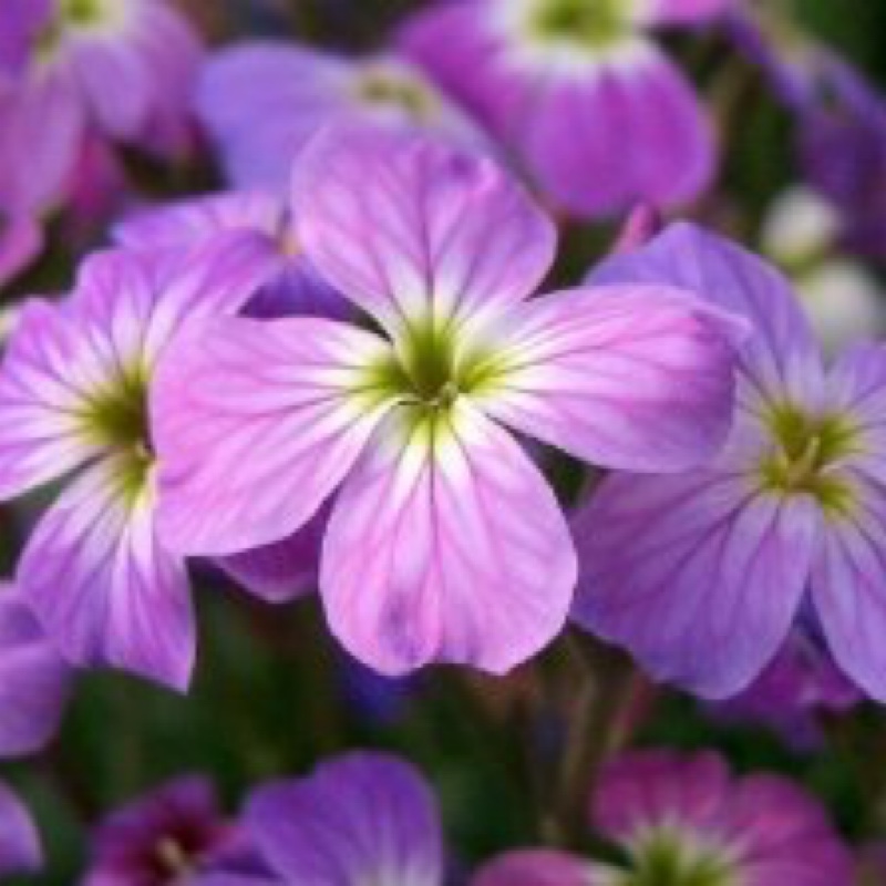 Night-Scented Stock Starlight Scentsation in the GardenTags plant encyclopedia