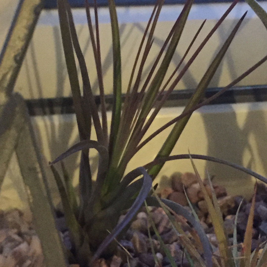 Airplant (Species) Tillandsia tricolor var. melanocrater in the GardenTags plant encyclopedia