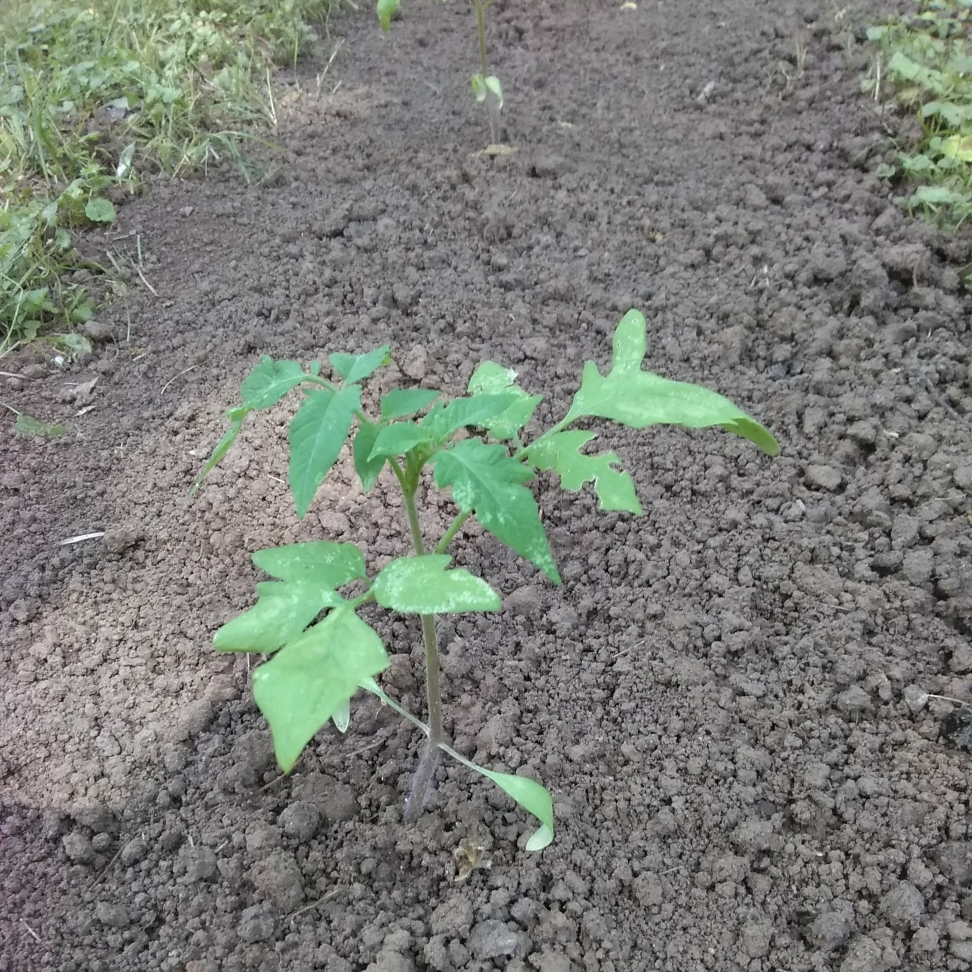 Tomato Delicious (Beefsteak Tomato) in the GardenTags plant encyclopedia