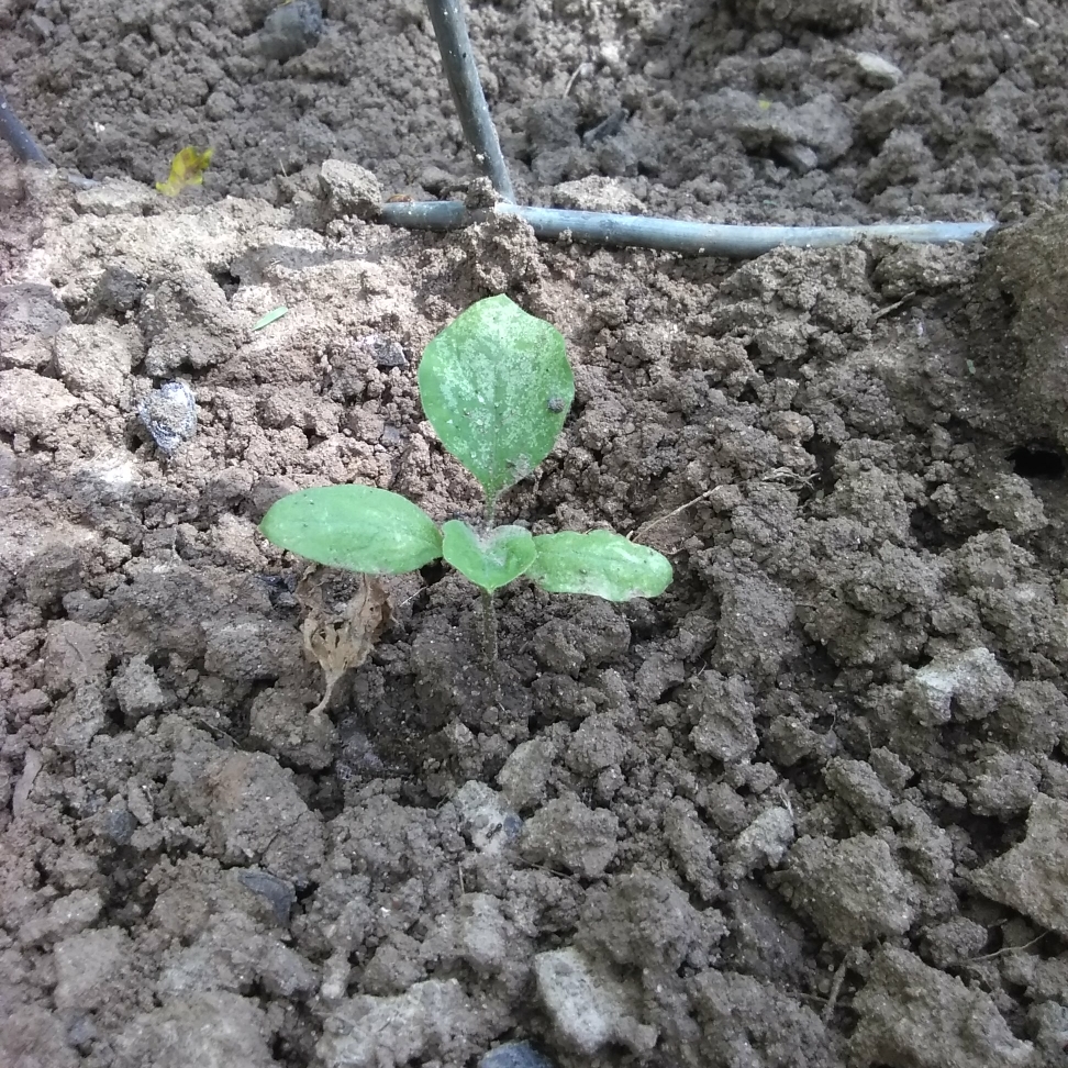 Aubergine Midnight Queen in the GardenTags plant encyclopedia