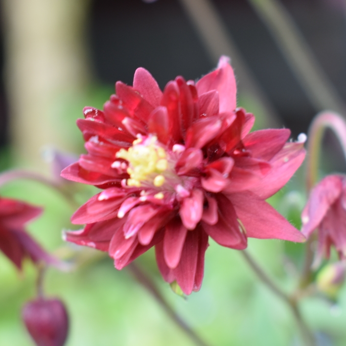 Columbine Bordeaux Barlow in the GardenTags plant encyclopedia