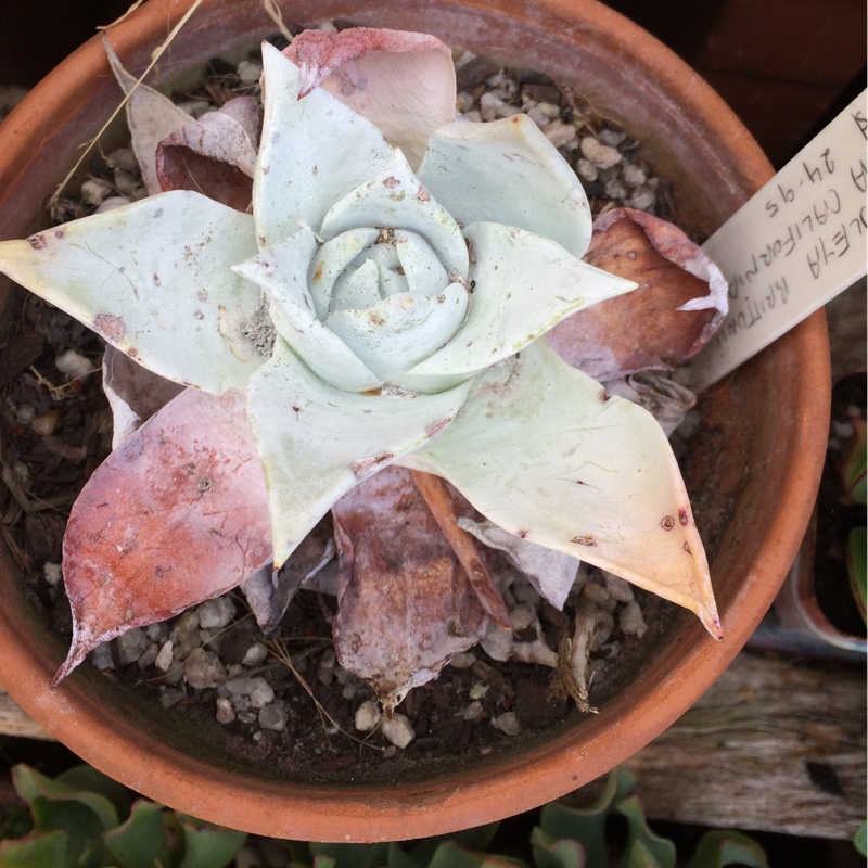 Giant Chalk Dudleya in the GardenTags plant encyclopedia