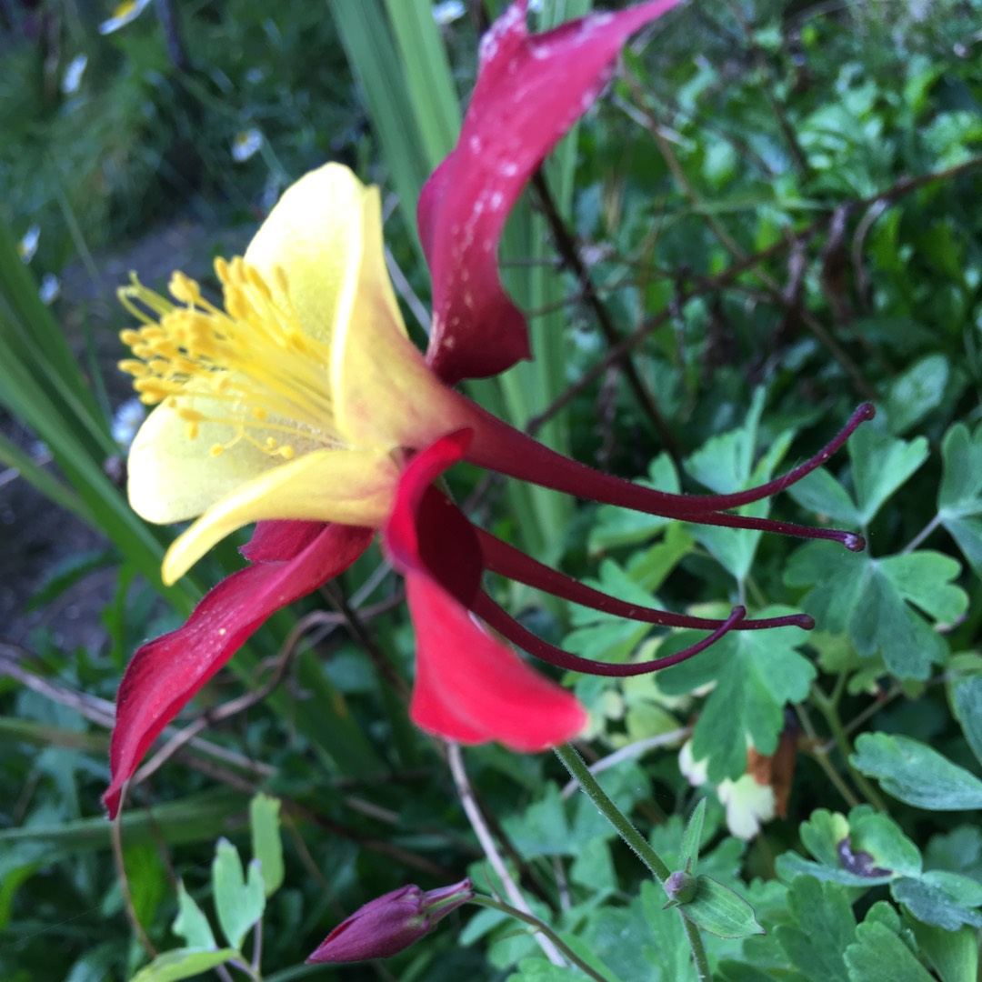 Columbine Koralle in the GardenTags plant encyclopedia