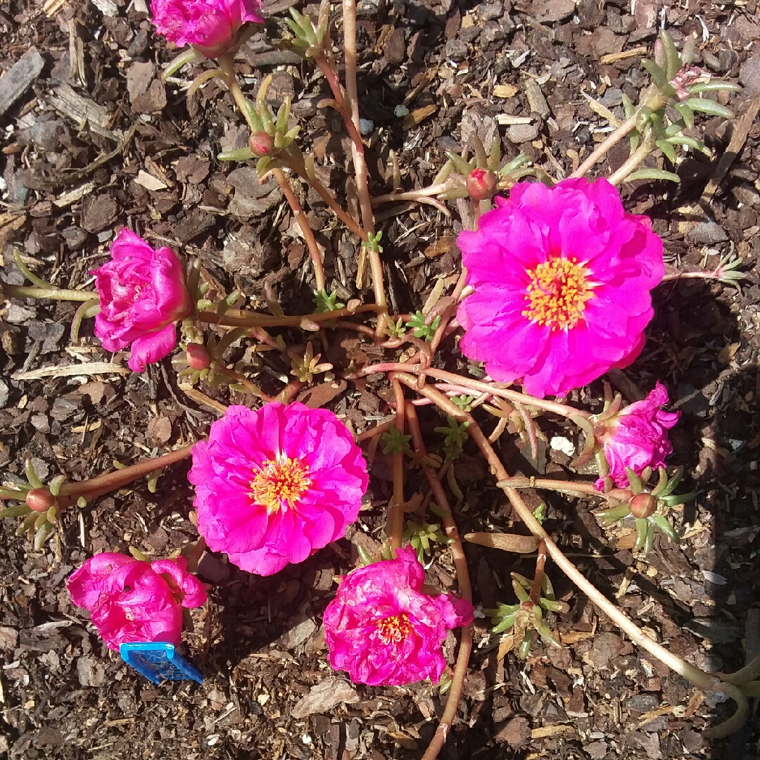 Portulaca Sundial Fuchsia in the GardenTags plant encyclopedia