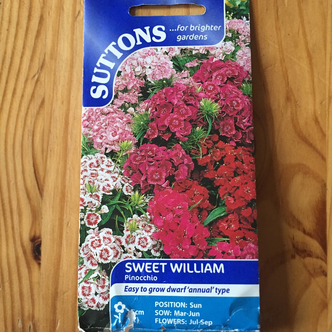 Sweet William Pinocchio in the GardenTags plant encyclopedia