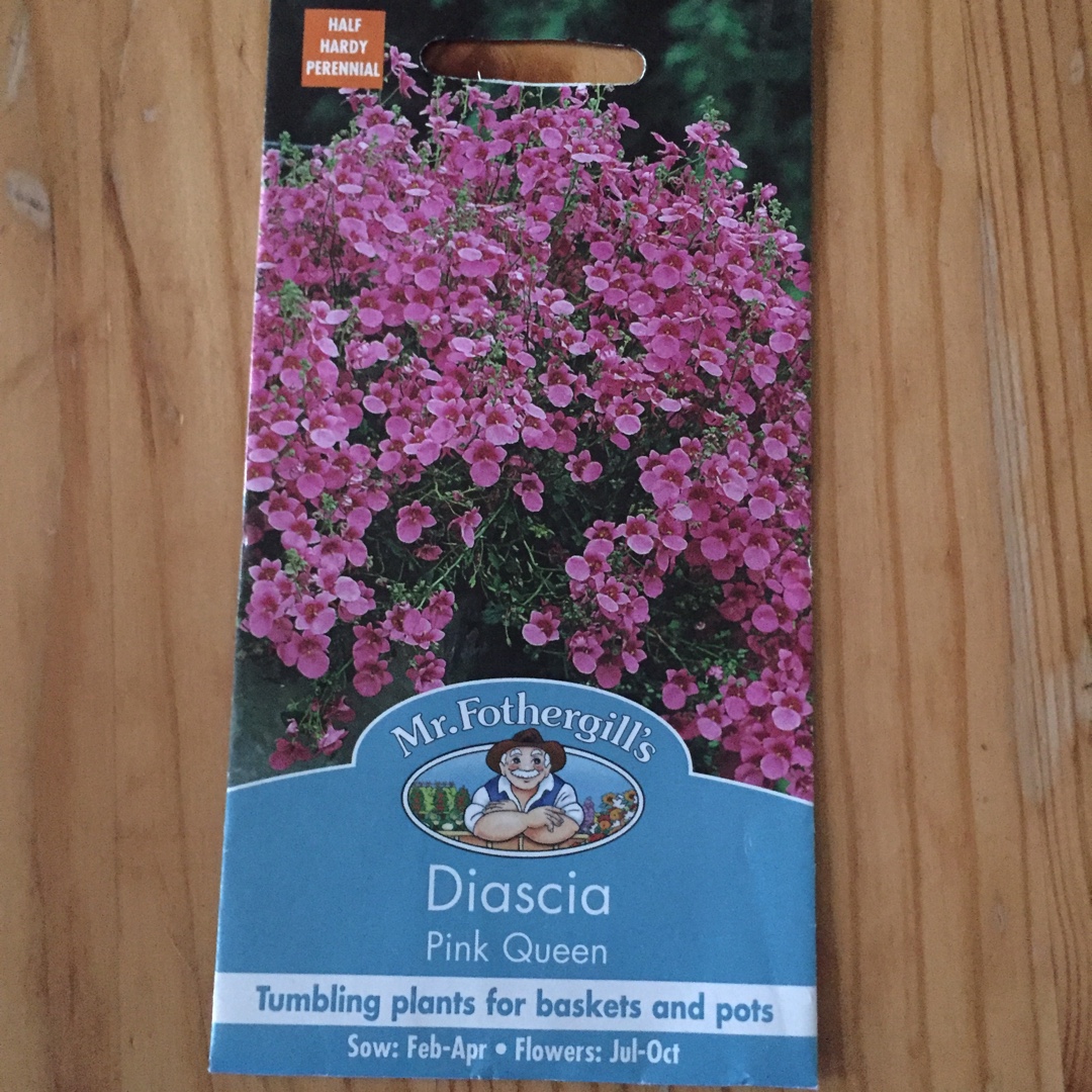 Diascia Pink Queen in the GardenTags plant encyclopedia