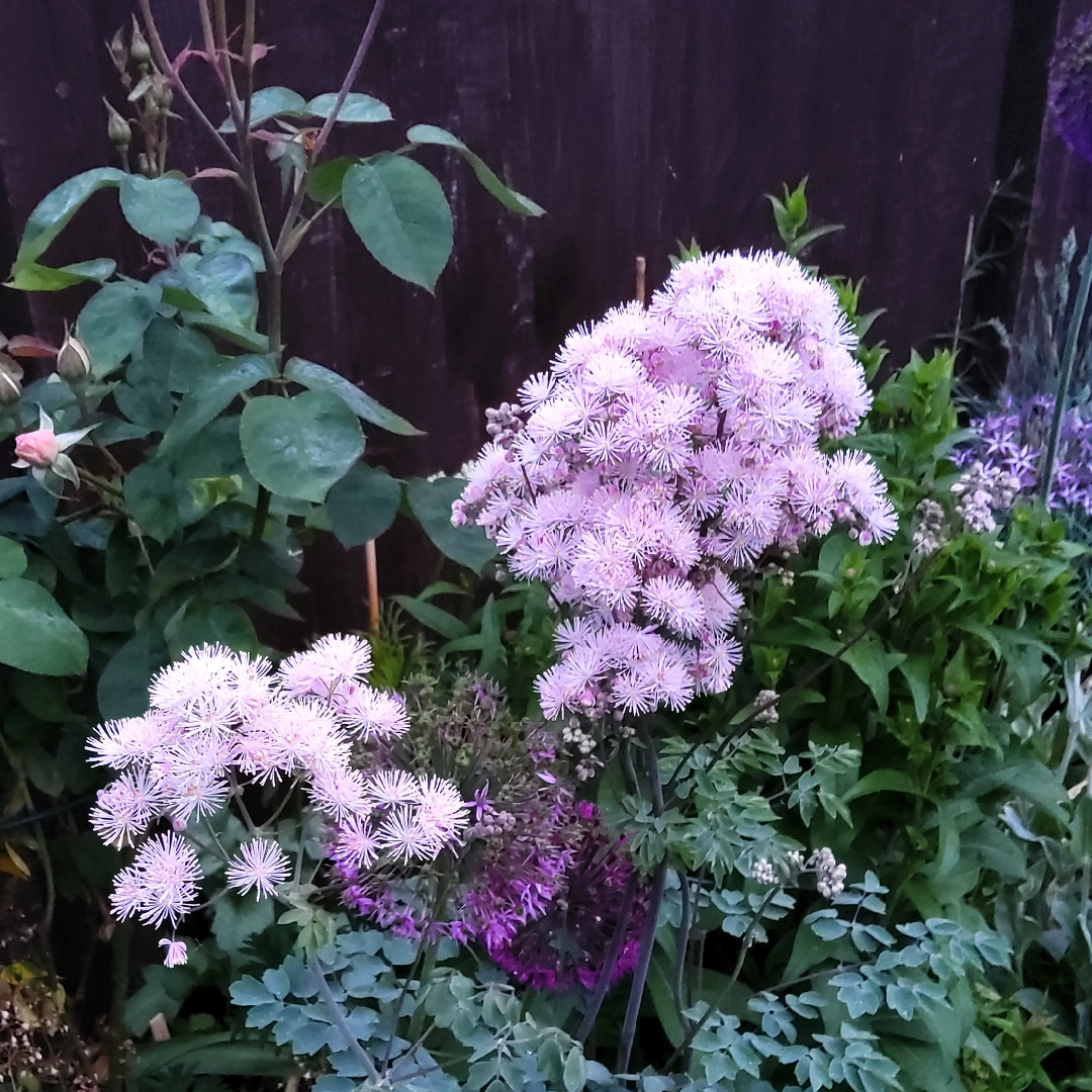 Siberian Columbine Meadow Rue in the GardenTags plant encyclopedia