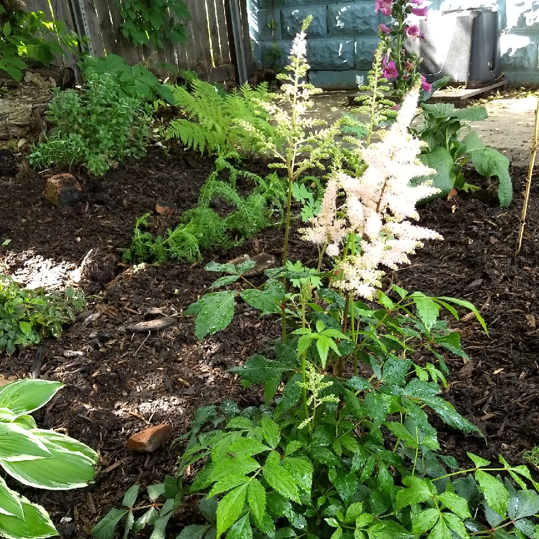 False Spiraea Cotton Candy in the GardenTags plant encyclopedia