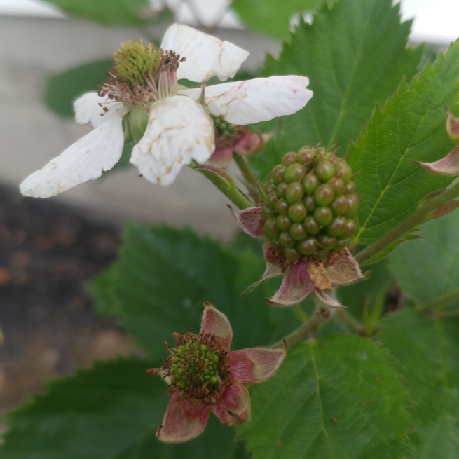 Blackberry Triple Crown in the GardenTags plant encyclopedia