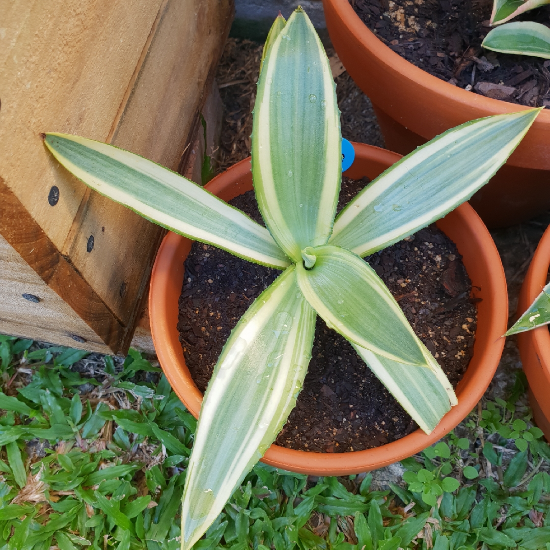 Agave Joe Hoak in the GardenTags plant encyclopedia