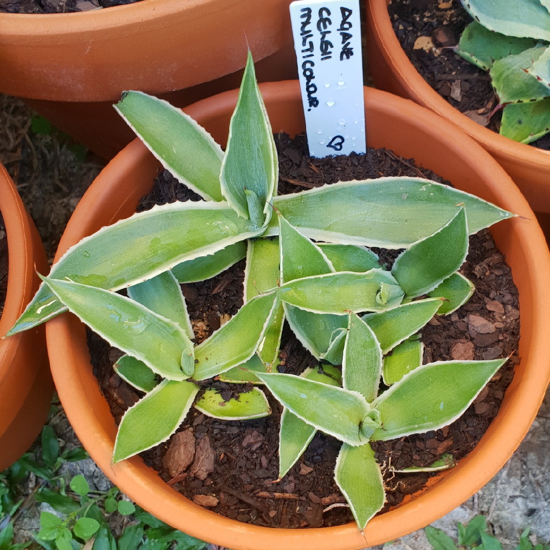 Agave Celsii Multicolour in the GardenTags plant encyclopedia