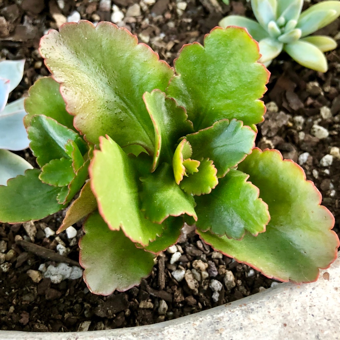 Kalanchoe Pink Edge in the GardenTags plant encyclopedia