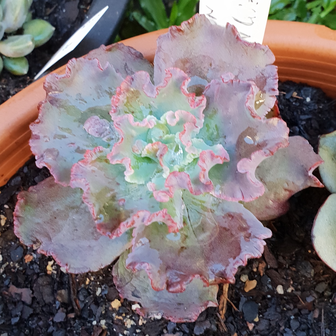 Echeveria Dragon Queen in the GardenTags plant encyclopedia