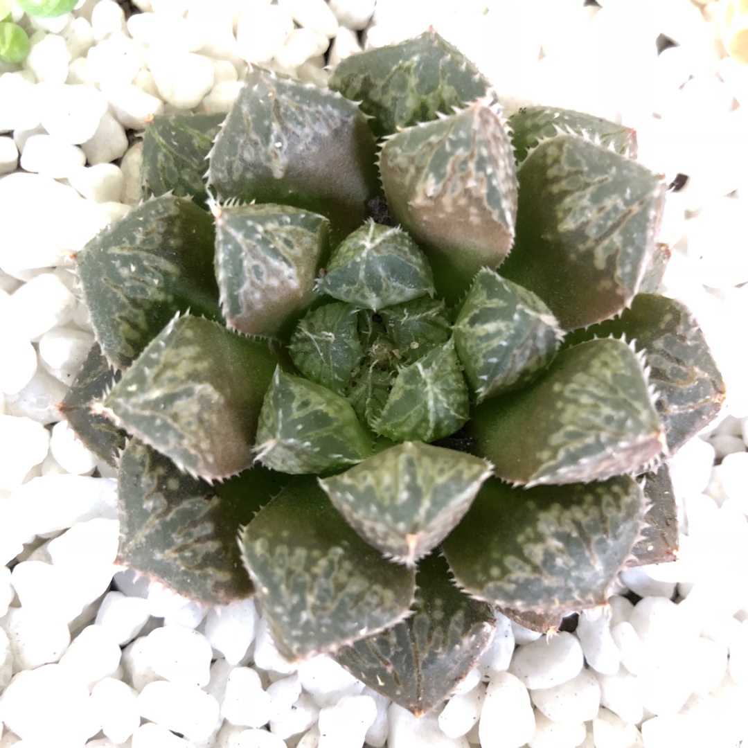 Haworthia Mirrorball in the GardenTags plant encyclopedia