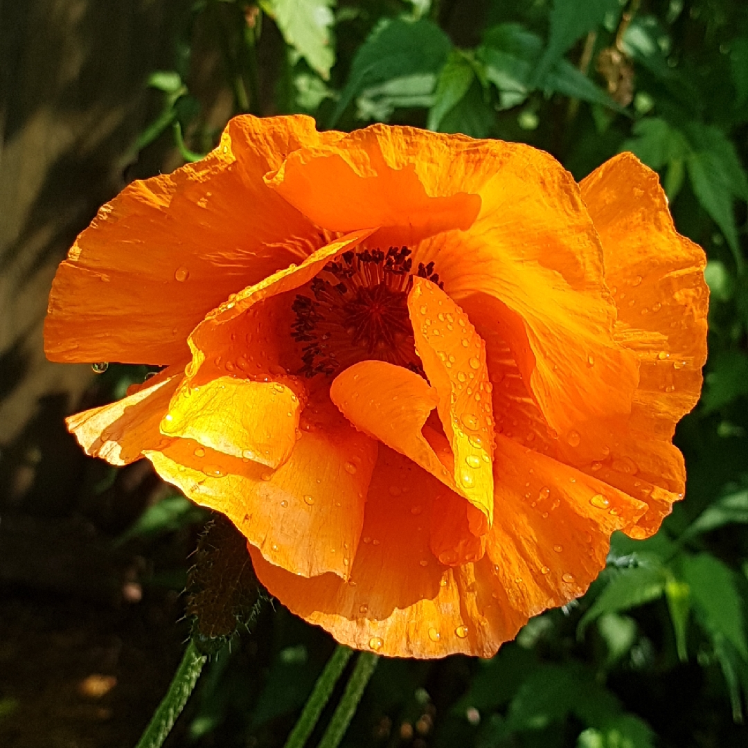 Oriental Poppy Giant King Kong in the GardenTags plant encyclopedia