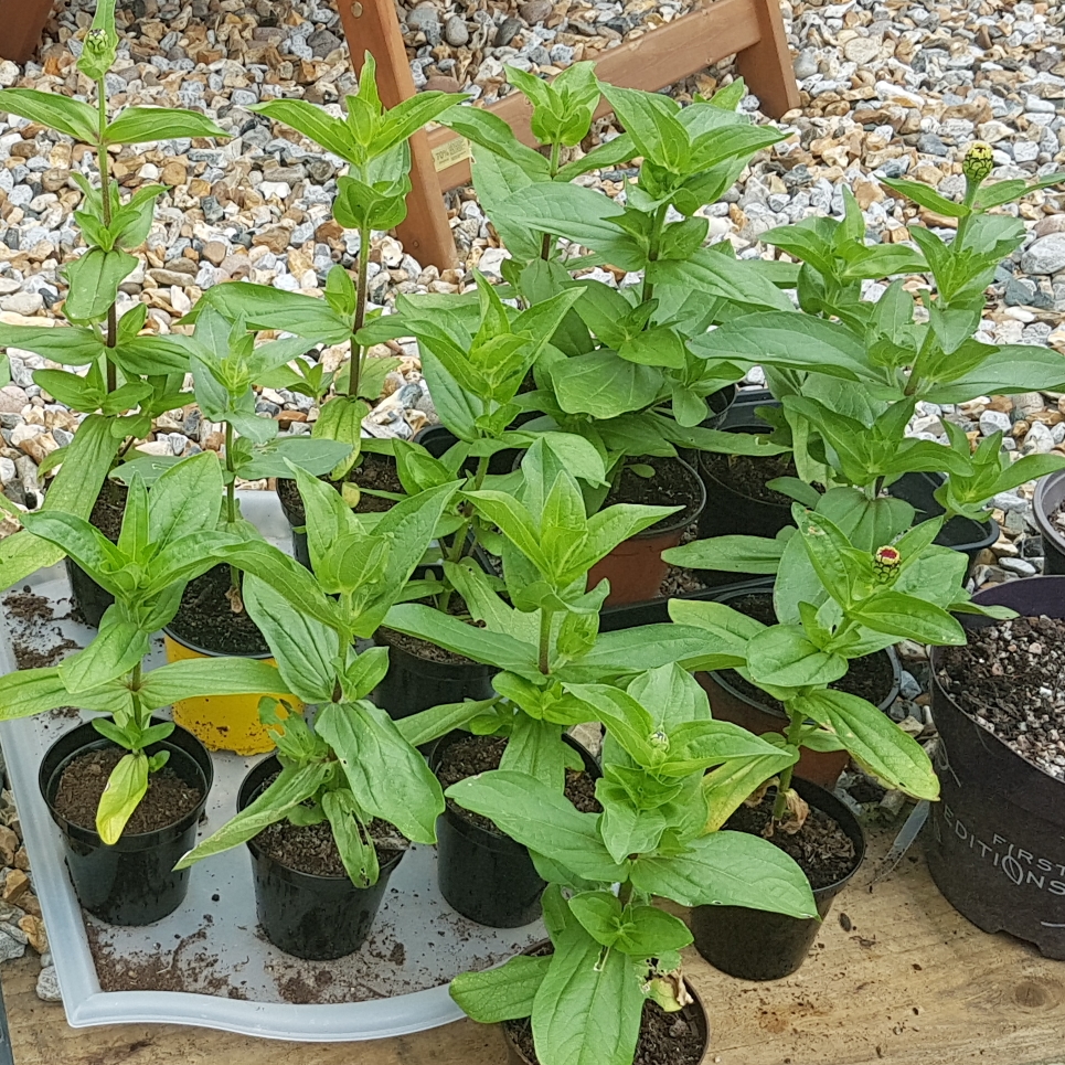 Zinnia Whirligig Mix in the GardenTags plant encyclopedia