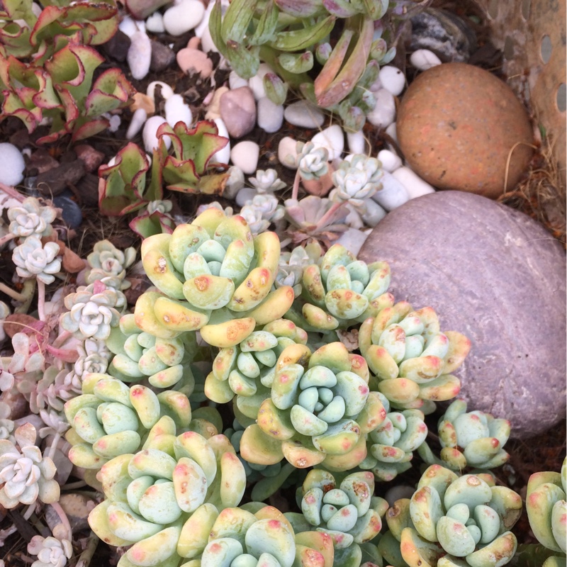 Sedum Clavatum, Sedum 'Clavatum' in GardenTags plant encyclopedia