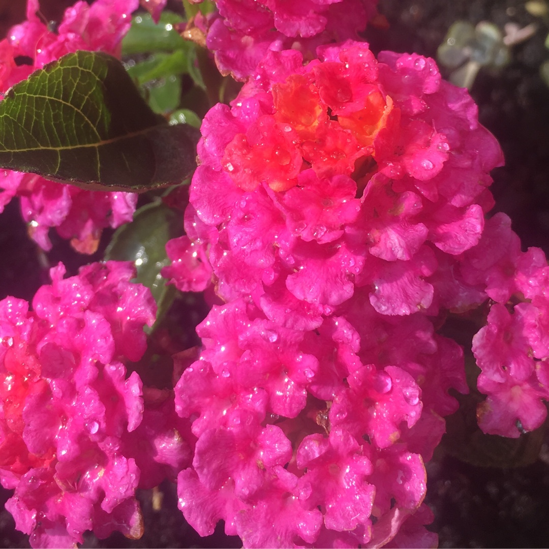 Big Sage Esperanta Rose in the GardenTags plant encyclopedia