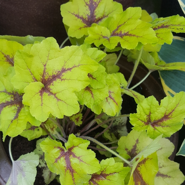 Foamy Bells in the GardenTags plant encyclopedia