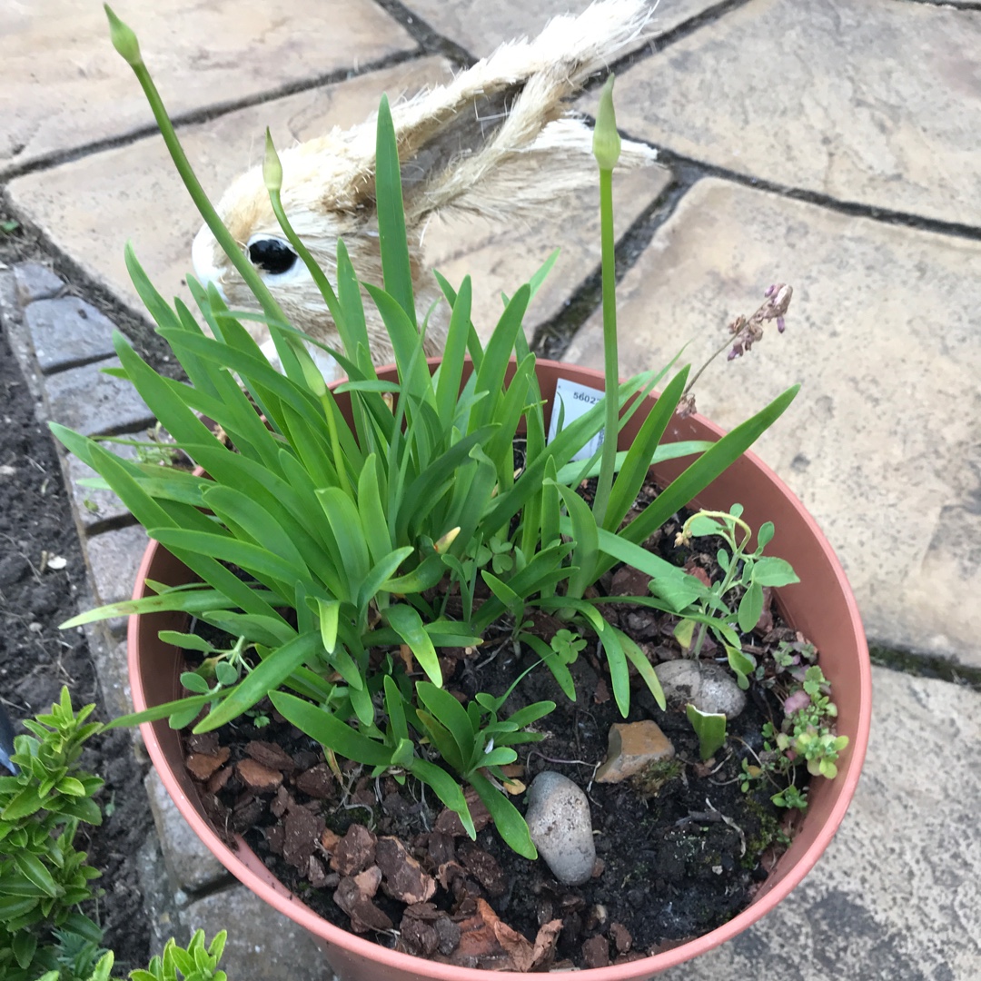 African Lily Lapis in the GardenTags plant encyclopedia