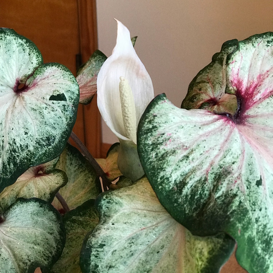 Elephant ear White Star in the GardenTags plant encyclopedia