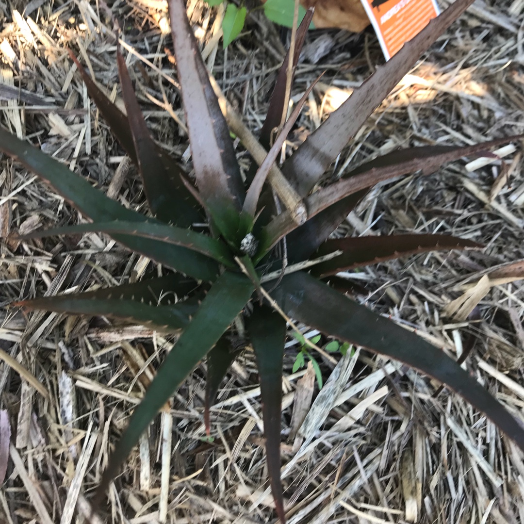 Aloe-Aloe Andreas Orange in the GardenTags plant encyclopedia