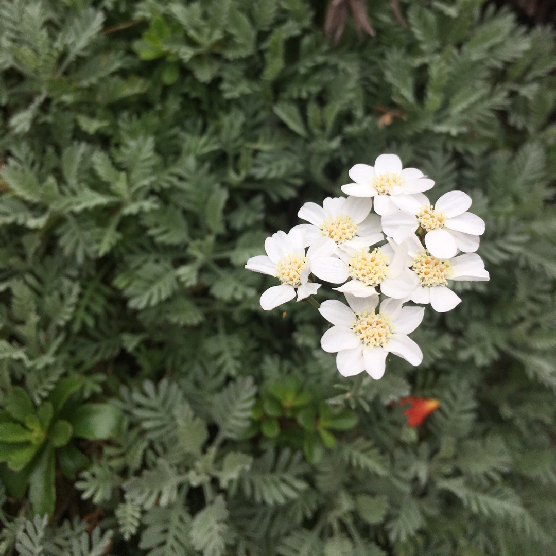 Yarrow cultivar in the GardenTags plant encyclopedia