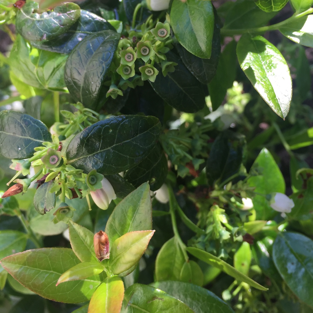 Blueberry Blueberry Glaze® in the GardenTags plant encyclopedia