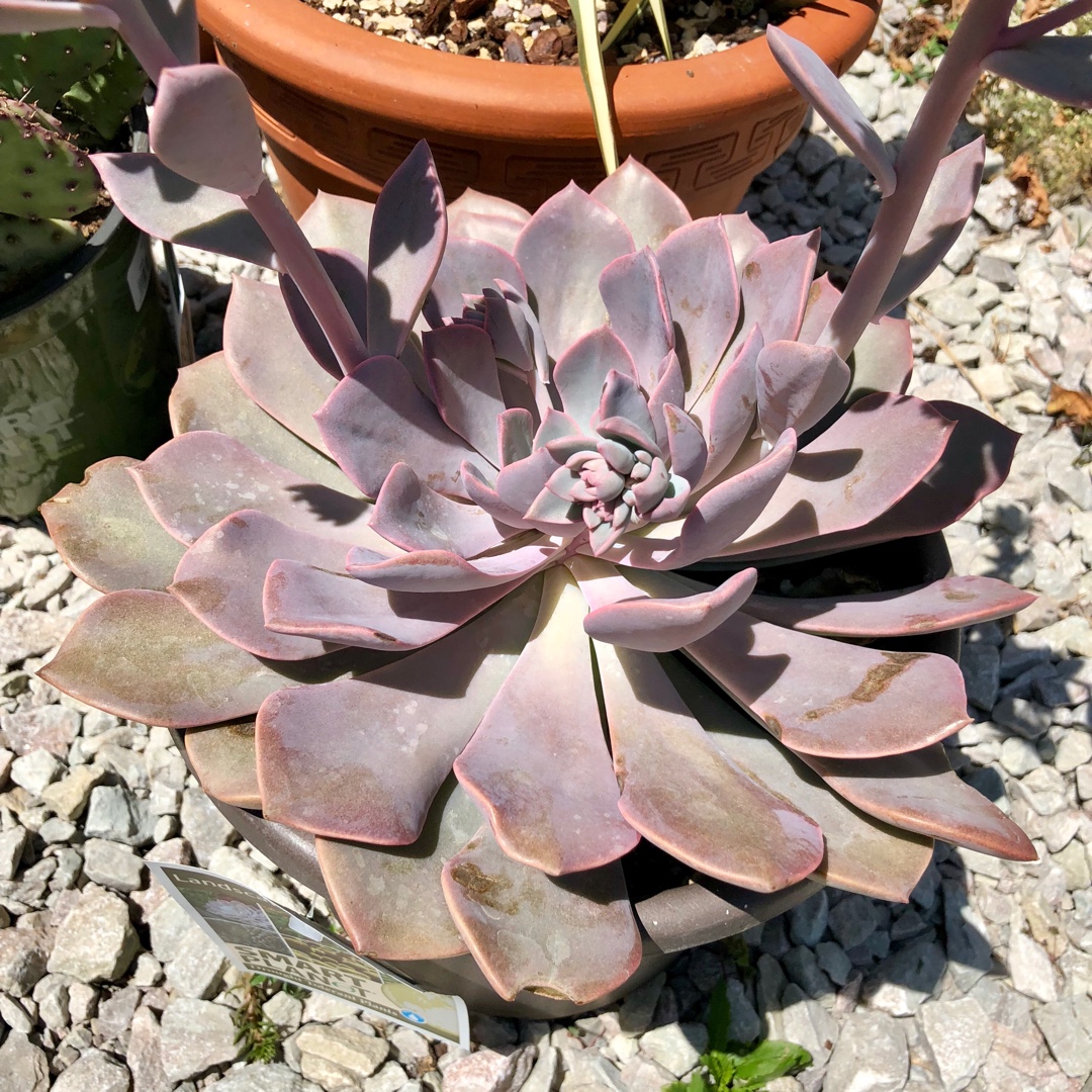 Graptoveria Francesca in the GardenTags plant encyclopedia