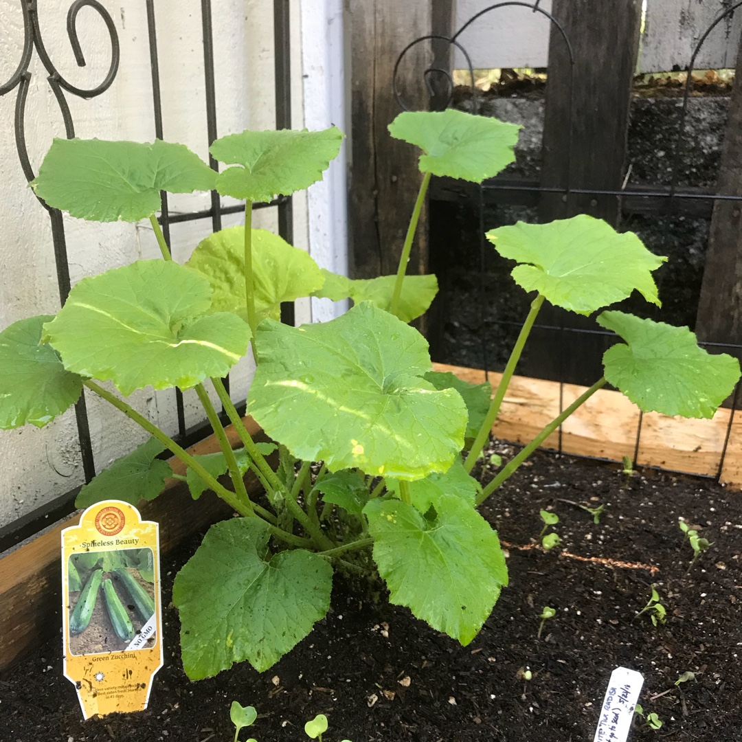 Zucchini Spineless Beauty in the GardenTags plant encyclopedia