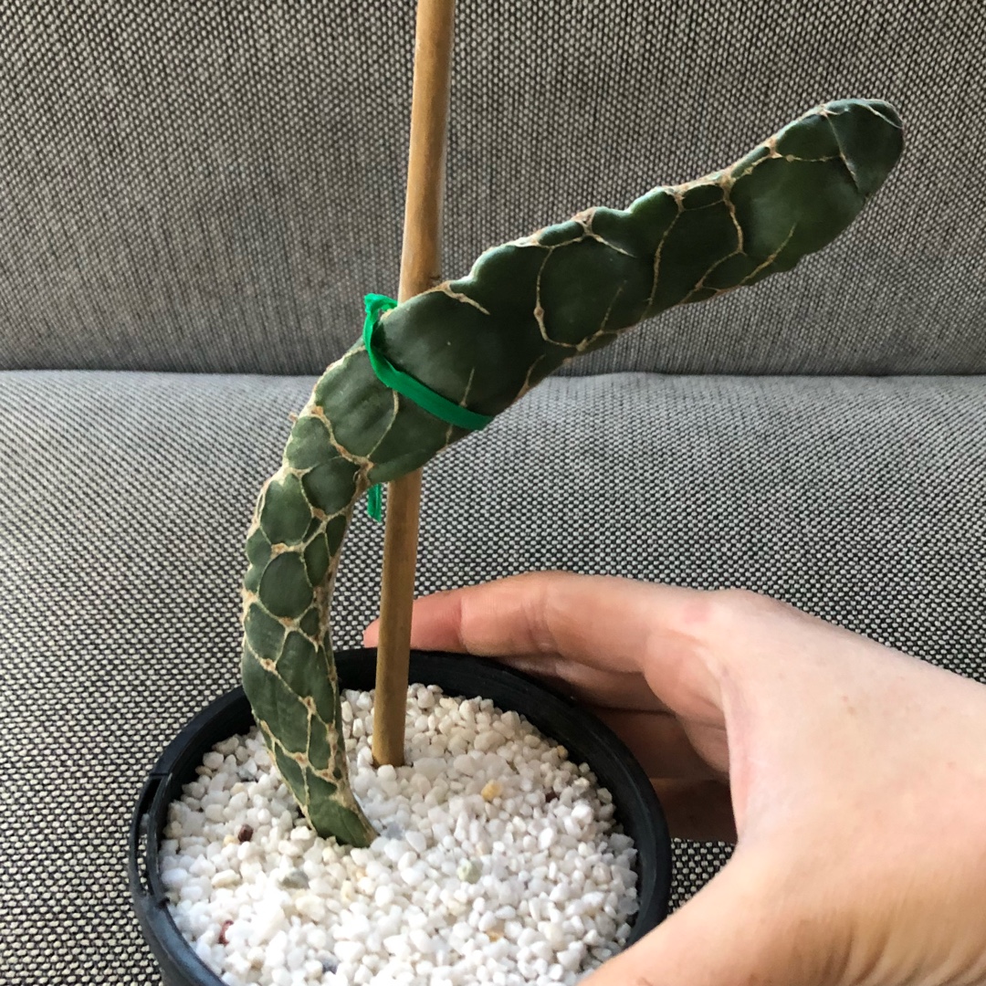 Snake Skin Cactus in the GardenTags plant encyclopedia