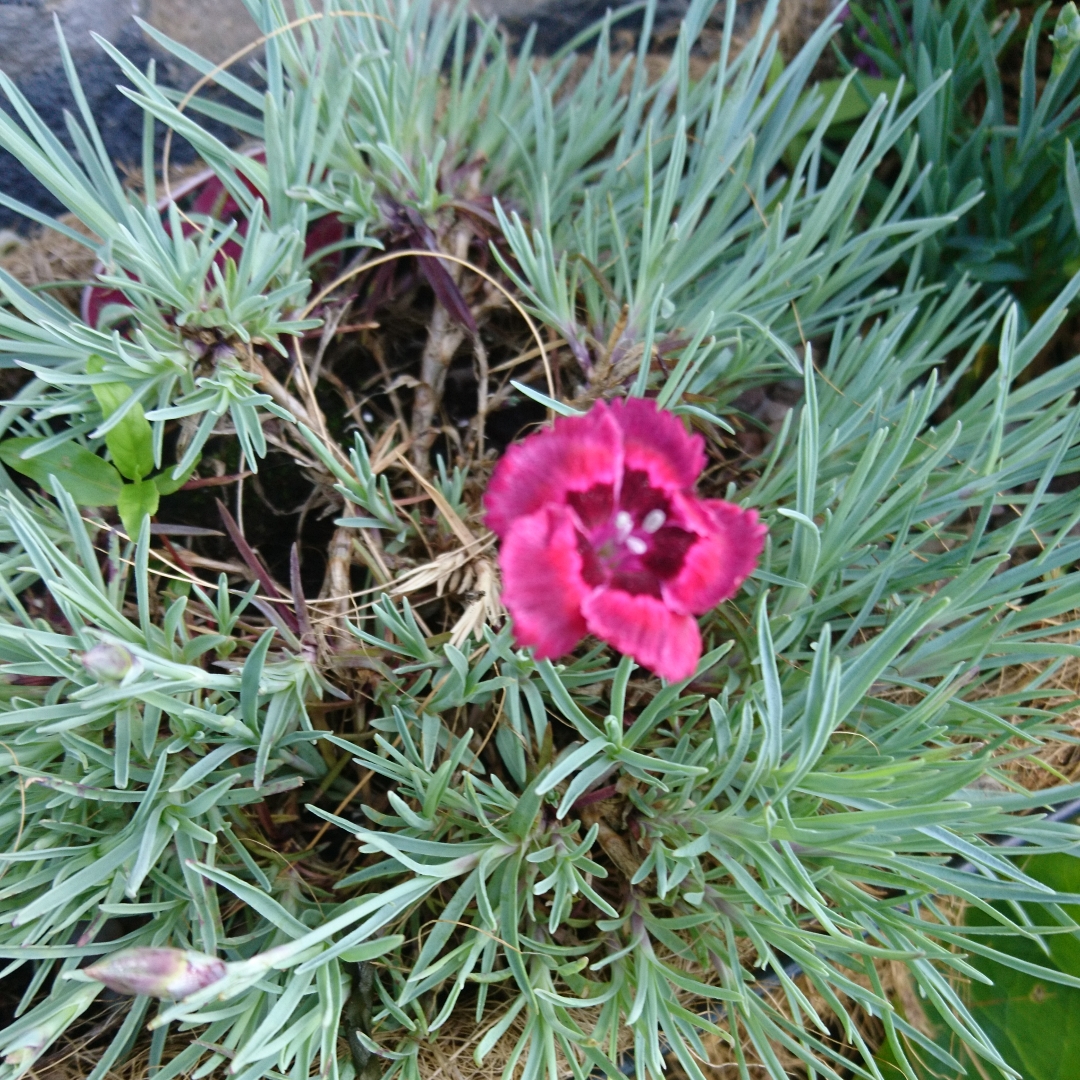 Pink Red Dwarf in the GardenTags plant encyclopedia