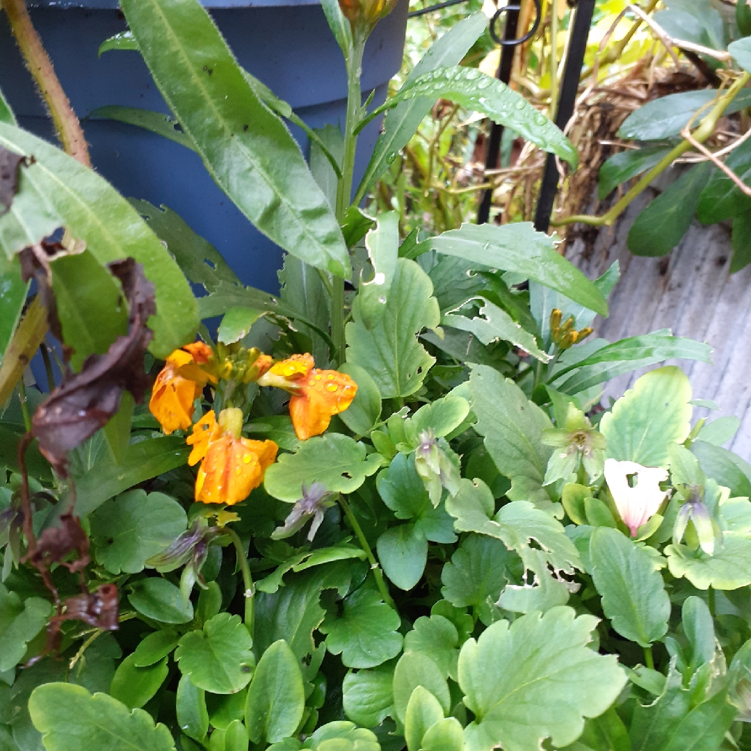 Wallflower Sugar Rush Yellow in the GardenTags plant encyclopedia