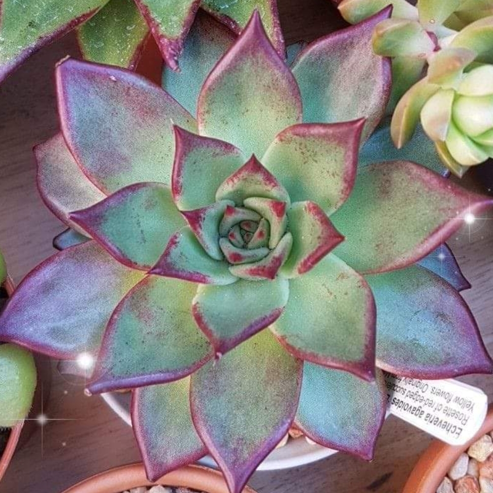 Echeveria Agavoides Electra in the GardenTags plant encyclopedia