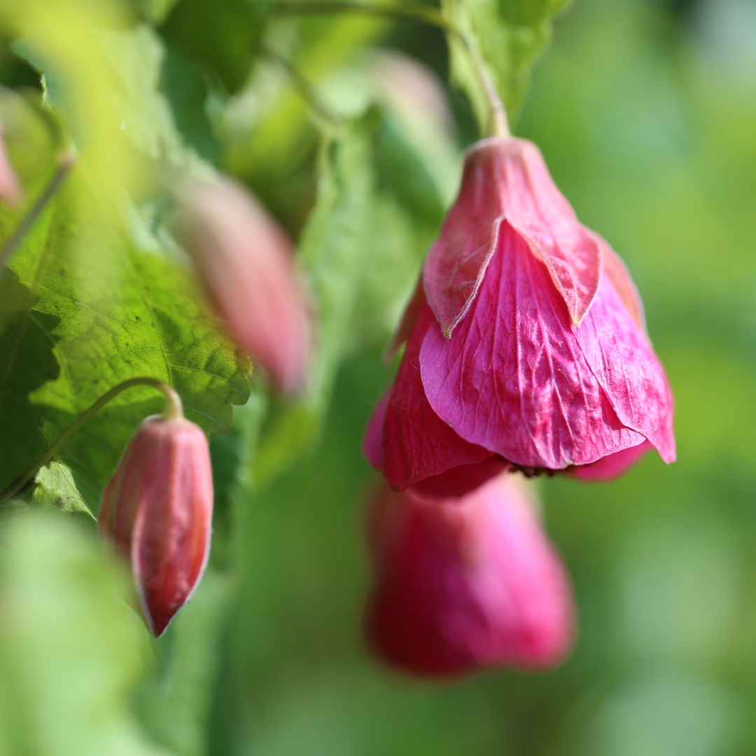 Flowering Maple Aphrodite in the GardenTags plant encyclopedia