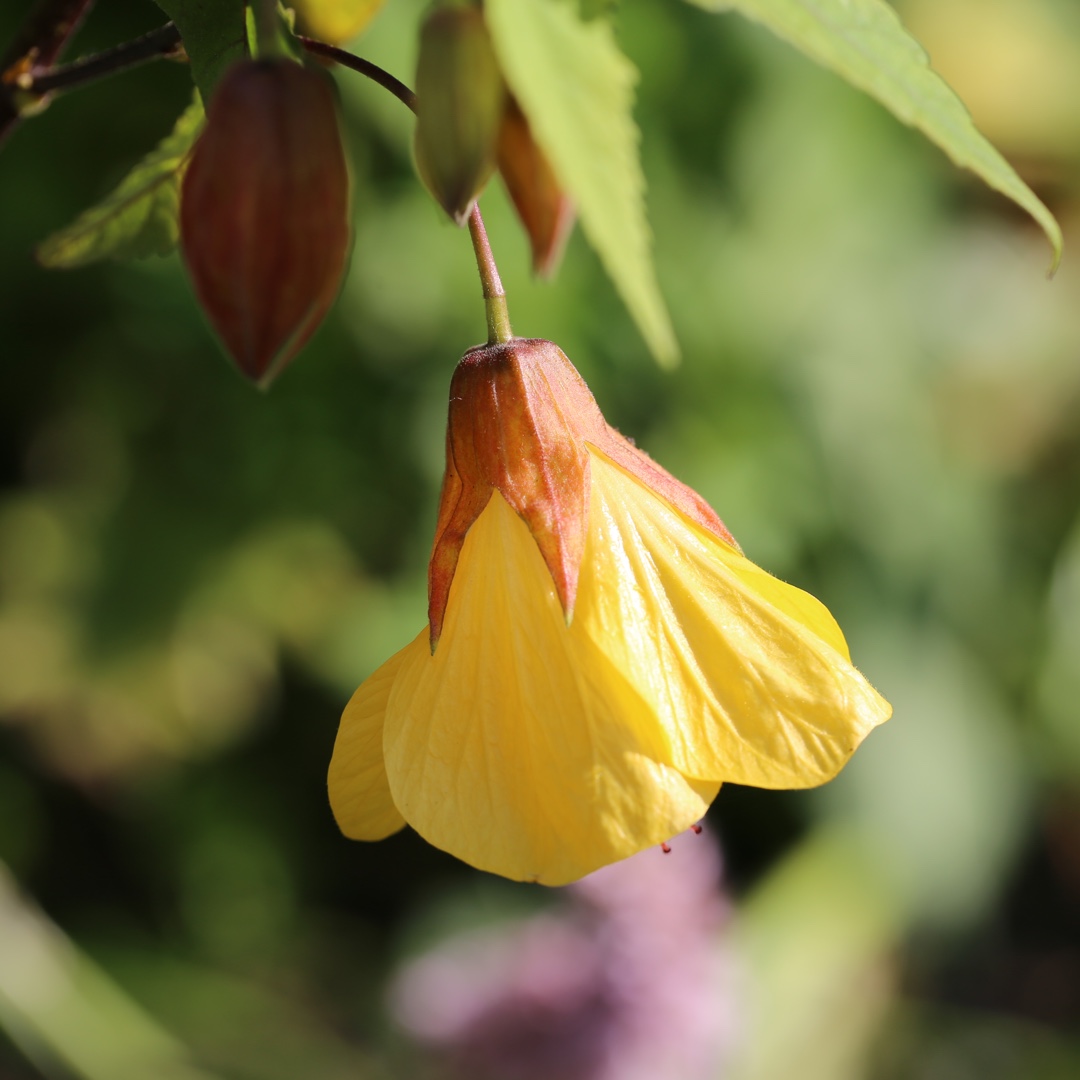 Flowering Maple Waltz in the GardenTags plant encyclopedia